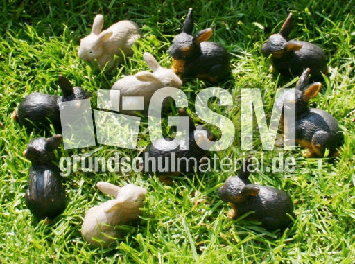 Kaninchen-3+7.jpg